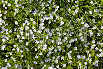 Wildflower background