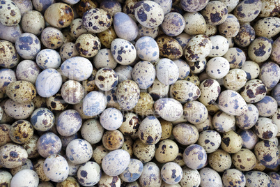 Quail eggs background