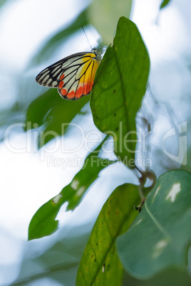 Colorful Butterfly