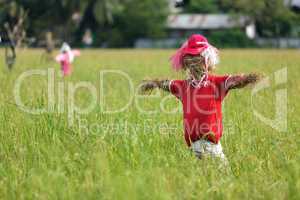 scarecrow in rice field