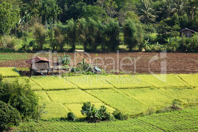 asian rice field
