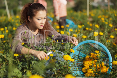 woman harvesting flowers