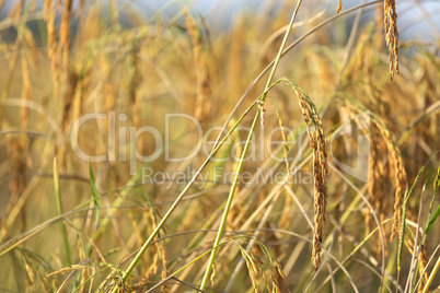 ripe rice detail