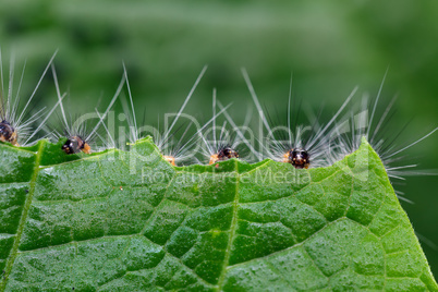 caterpillar eating leaf