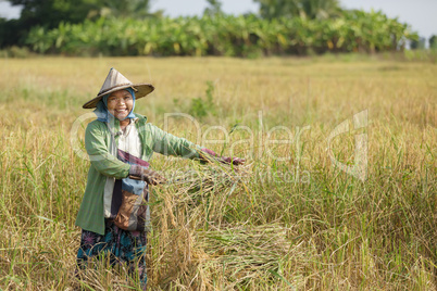 rice farmer in field