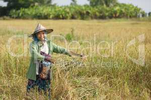 rice farmer in field