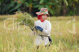 woman harvesting rice