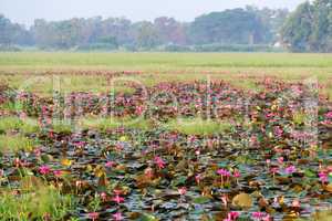 flowered tropical lake