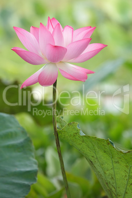 lotus fleur