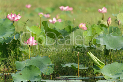 lotus flower field