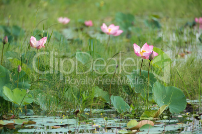 lotus flower meadow