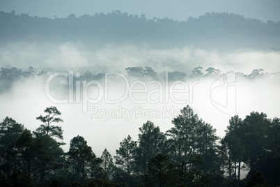 tropical forest morning fog