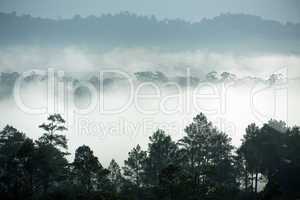 tropical forest morning fog