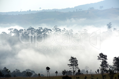 morning fog landscape