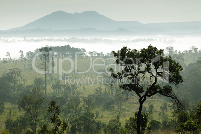 tropical morning fog