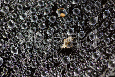drops on spider web