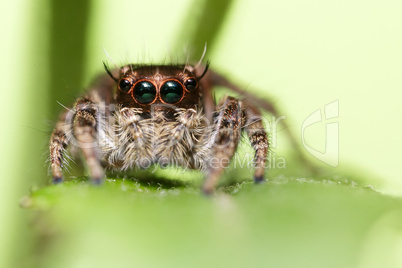 jumping spider portrait