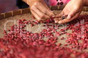 red bean selecting