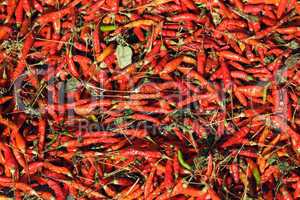 drying pepper