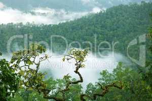 rainforest morning fog