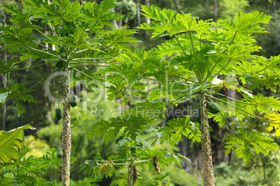 Papaya Trees