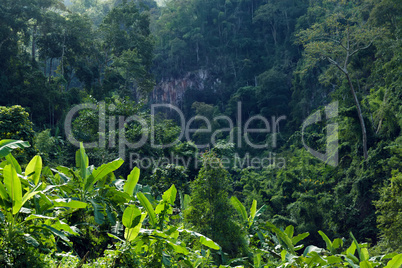 tropical moutnain landscape