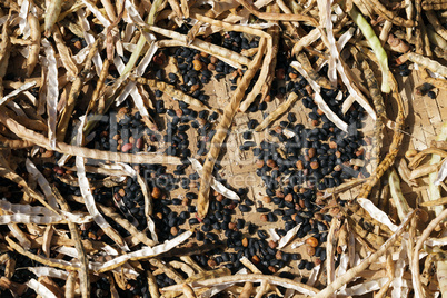 Black bean harvest