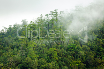 Fog in tropical forest