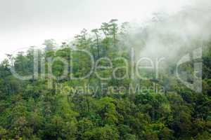 Fog in tropical forest