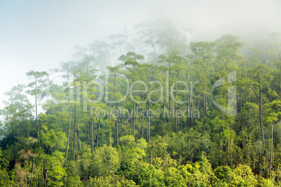 Tropical forest fog