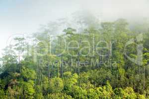Tropical forest fog