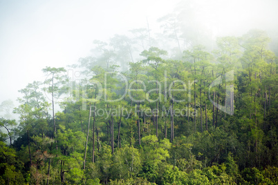 Fog in tropical pine forest