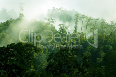 Morning misty tropical forest