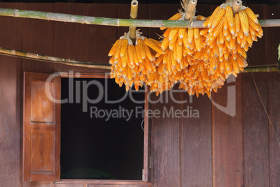 Corn drying