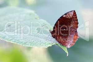 Tropicales papillon