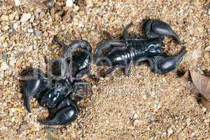 Big black scorpions