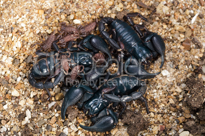 Adult Scorpions and babies