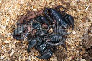 Adult Scorpions and babies