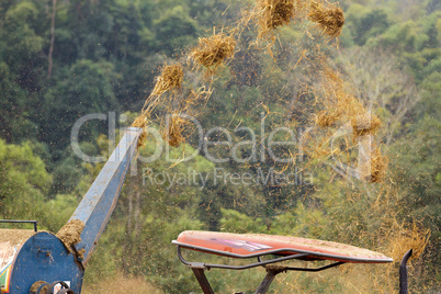 Harvesting rice