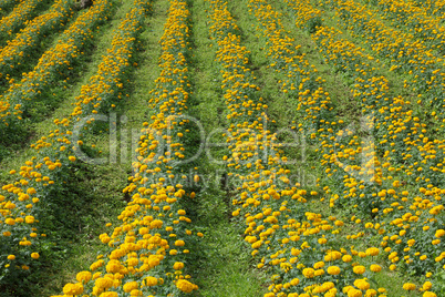 Marigold flower field