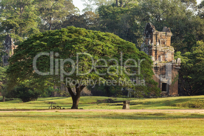 Angkor thom nature