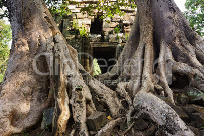 Temple door and roots