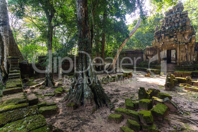 Angkor jungle and ruins