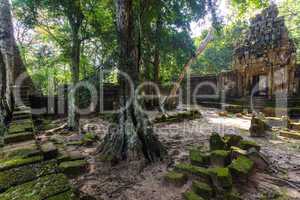 Angkor jungle and ruins