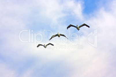 Three Pelicans