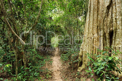 Tropical forest path