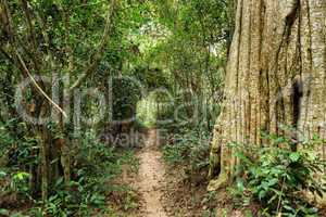 Tropical forest path