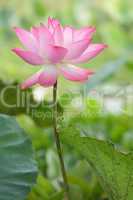 Lotus fleur
