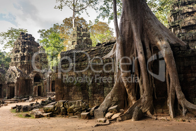Angkor tree roots