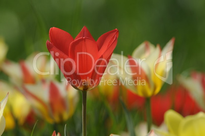 Tulpe